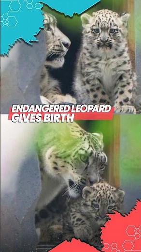 Snow Leopard Cub Born at Chester Zoo | A New Hope for a Vanishing Species #inspiringstories #shorts