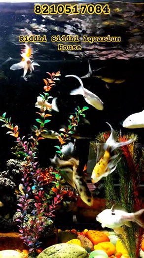 Best Koi Carp Fish Collection! 🐠 #riddhisiddhiaquariumhouse #shorts #aquarium #viral