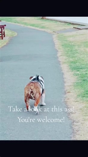 Bulldog Wiggles: The Funniest Dog Moments