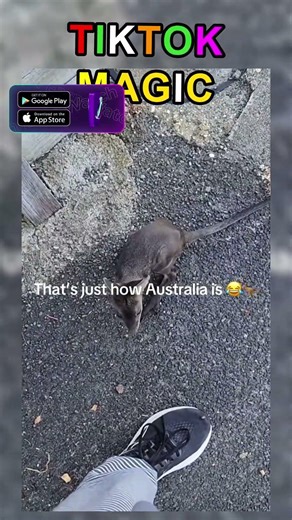 SYSTEM OVERRIDE #78 Initiating chaos protocol #adminisasleep #chaosprotocol #rawfeed #meme #funny