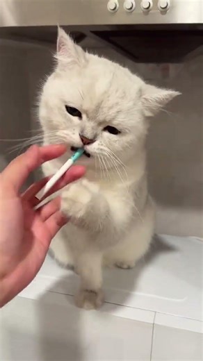 Wanna Come Over My Cat Smokes Set this song as your ringtone on Lai Qishui