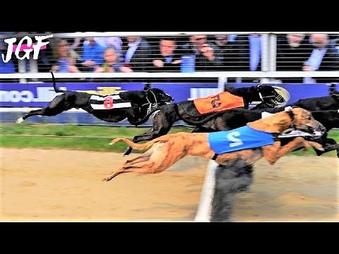Greyhound Obstacle Race - 3 Races