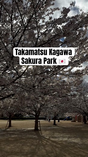 Sakura Park in Takamatsu Kagawa Japan 🇯🇵 #japan #sakura #sakurapark #kagawa #sakuraspring