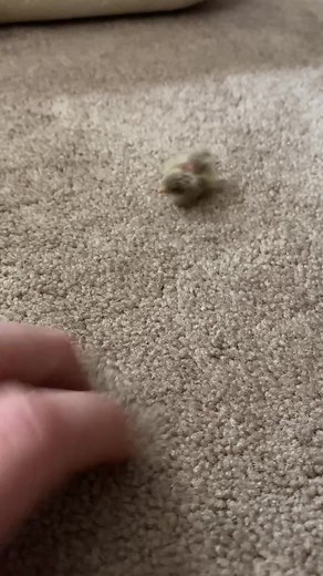 Little guy hatched way too early and almost didn’t make it, somehow pulled through 🙌🏻 #fyp #quails #birbs #smol #farms #farm #birds #farmlife #birb