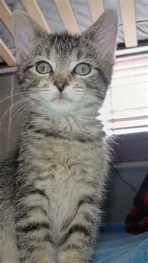 Blackberry looks funny #cat #kitten #tabby #shorts