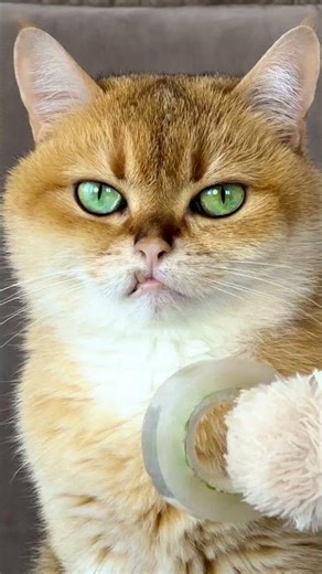 Epic DIY Home Project: Fun with Cats and Cool Gadgets! 😺✨