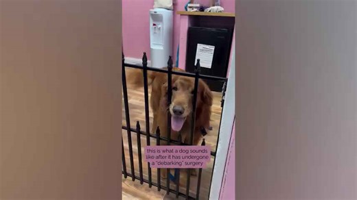 Woman Shares Reality Of Debarked Dog