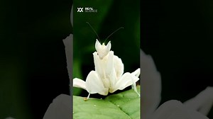 Watch what happens when an orchid mantis tricks its prey