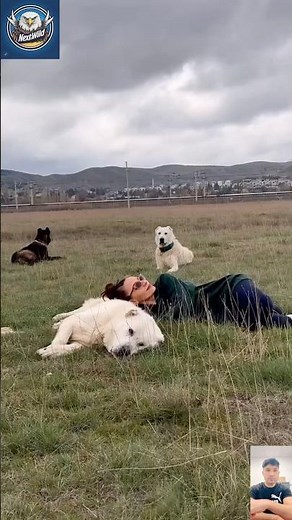 Alabai vs Wolf – Brutal Defense Battle | Real Footage from the Wild