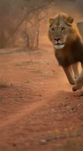 Lion vs. Hyena: Intense Chase Caught on Camera! 😱 #shorts