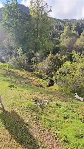 58K views · 870 reactions | Wow  !! Si kecil emang gk ada obat #berburubabi #RicoRodriguez | Rico Rodriguez | Facebook