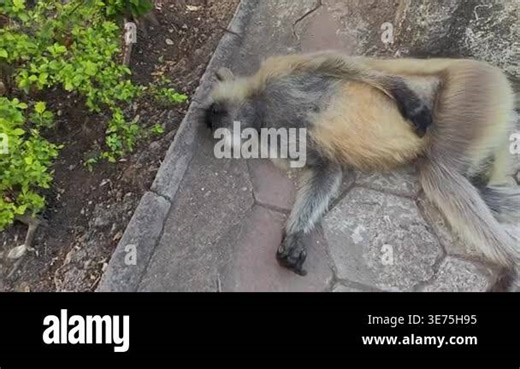 Close up of a deceased langur monkey lying motionless on a stone path Stock Video Footage - Alamy