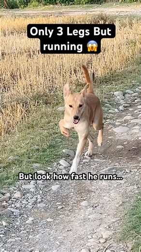 3 Legged Dog Runs Faster Than Love ❤️ Wait Till The End 😭 #viralvideo