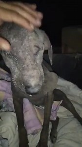 2.9K views · 521 reactions | some days i need to scream .. this poor...