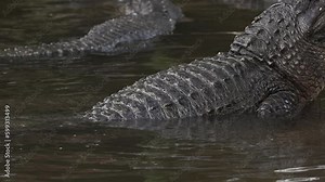 Alligator vocalizing mating bellows in slow motion in Florida