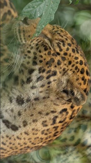 The Apex Predator: Cinematic 4K Jaguar of the Amazon