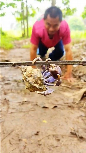 Hermit Crab Without a Shell — What Happens Next #hermitcrabs#crablife#crablover#crabvideo#tinyanimal