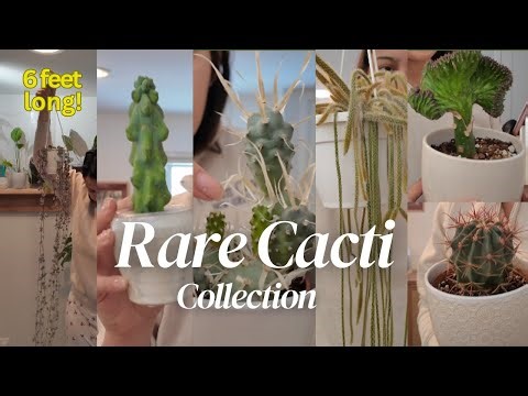 My Rare Cacti Collection 2026