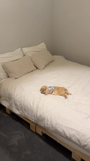 Safe Ways to Walk Your Pet Rabbit