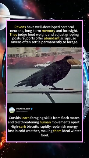 ⚓ Winter Dock Wildlife Footage: Raven Steals Human Snack#foryou #fyp #animals#funny