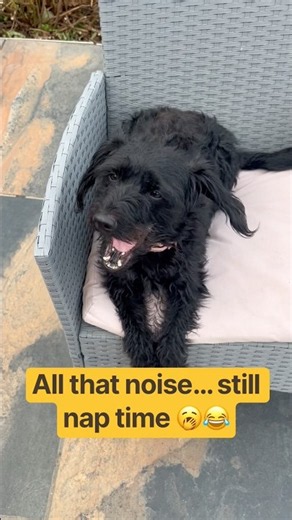 Too Tired to Care About That Noise 🥱😂