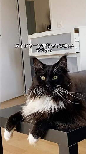 The Charm and Reality of Maine Coons: Size, Personality, and Care