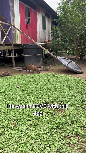 Heartwarming bond between a capybara and a dog