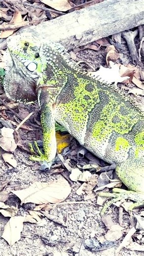 🦎 LINDA IGUANA l Beautiful Iguana