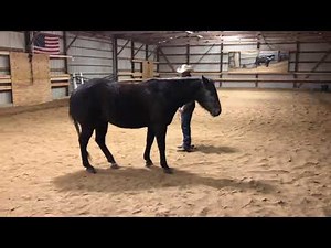 Teaching Your Horse the Backward Circle