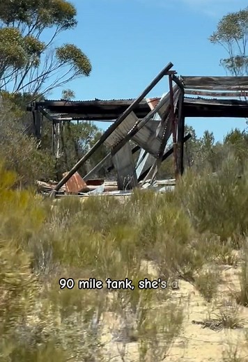 Eucalyptus obesa: Insights on Cluster Mallee Species