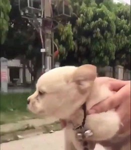 708K views | Do you also feel photos are so 2017? Welcome to musical.ly. All video, all the time. | TikTok | Facebook