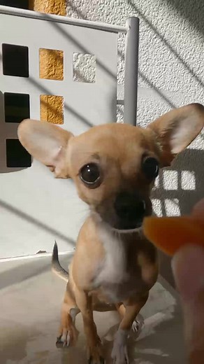 693K views · 10K reactions | Chihuahua slow motion #gopro9 #reel #perrochihuahua | Amigo Chihuahua | Facebook