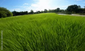 FPV Drone Flying over a green field and blue sky, Golf Course and Park Drone Shot