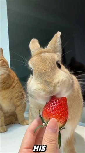 Caught on Camera: Sneaky Rabbit Steals Fresh Strawberry #animals #funnymoments #shorts