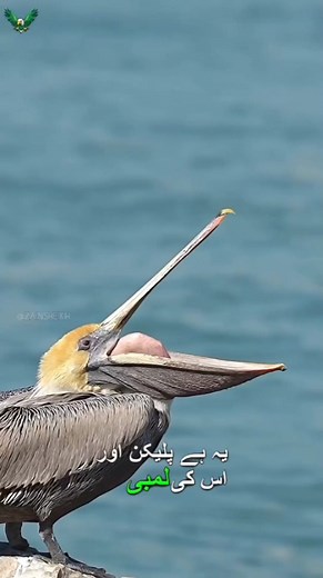 The Misunderstood Pouch: Why Pelicans Aren't Always Kings #pelican #bird #wildlife #nature #animals #birdfeeder #pelicanpouch #dog #doggo #funnyanimals #animalbehavior #predatorprey #whoa #interesting #documentary #zainsheikh | Zain Sheikh