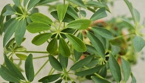 Why Your Umbrella Plant Is Dying: 12 Reasons & What To Do