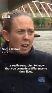 Talk about a wild goose chase! Two weeks ago 29 Canada geese had to be rescued from a canal in Manchester - after being found covered in diesel oil. The RSPCA cleaned them up and now they’re back home. | BBC Manchester