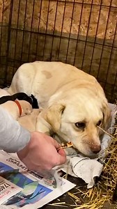 When she finally started wiggling and asking for pets from her foster mom 😭 Leesa told us about rescuing Shania just before a record breaking snowstorm came in, and how she turned from a feral dog into the sweetest, silliest lap dog! Learn more about Manitoba Underdogs Rescue by visiting: https://thedo.do/donateManitoba. Follow along on TikTok: https://thedo.do/leesajustine & Instagram: https://thedo.do/manitobaunderdogsrescue. | The Dodo