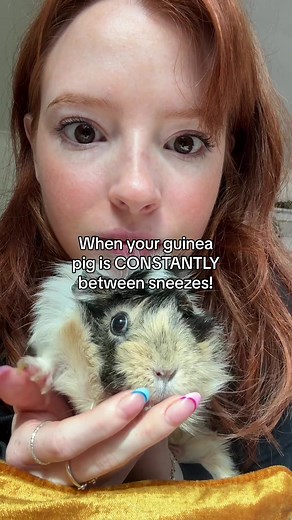The most dramatic build up to a sneeze I ever did see #guineapig #sneeze #guineapigsneeze #relatable #dramaticpet #guineapigs #sage