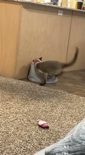Everyday Shinanigans #haveitoldyoulatelythatiloveyou #cat #gato #chatton #funny #cochella