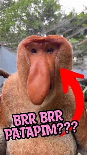 Top 5 Scary Monkey Sounds! 😨