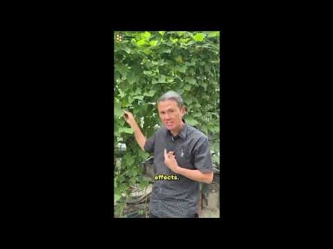 Nature’s Cure in a Spoonful