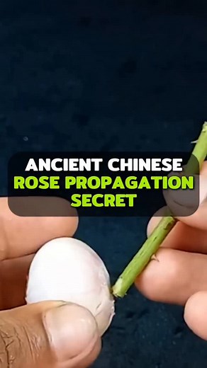 6K reactions · 125 shares | This is the old Chinese propagation method that rose growers have used for generations. While Western techniques focus on rooting hormones and complex setups, this approach uses simple, time-tested principles that work with the plant's natural biology. Follow these steps exactly and you'll understand why this method has survived hundreds of years. | Learn Gardening | Facebook