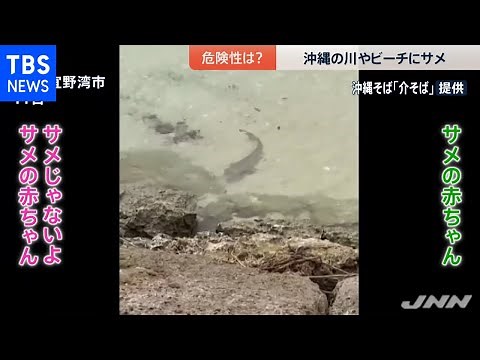 沖縄の川やビーチにサメ 危険性は？【news23】