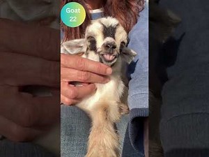 Screaming Baby Goats Compilation 📢#viral #funny #trending #goat #watchnow