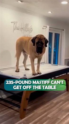 Huge Mastiff thinks he`s a tiny baby 😂 #mastiff #hugedog #cuddlebuddies | Cuddle Buddies
