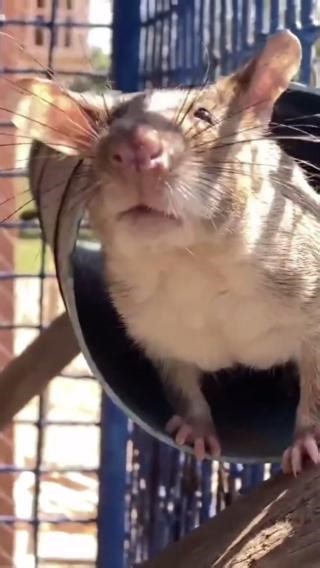 19K views · 2.2K reactions | Meet Ronin  Ronin is a gentle landmine...