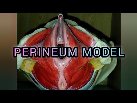 PERINEUM MODEL |Gross Anatomy #anatomy #pelvis #uterus #medicalstudent #science #mbbs #neet #muscle