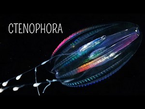 Os surpreendentes ctenóforos