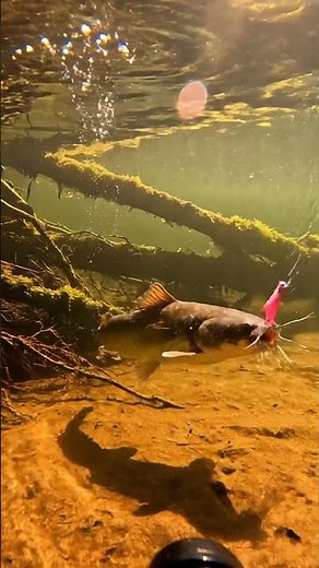 😱 Giant Mekong Catfish STRIKE! Bait Gets DESTROYED! 🎣 #fishing #catfish #mekong